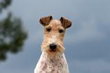 FOX TERRIER 652